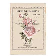 Beautiful Botanist - Prima Redesign Transfer